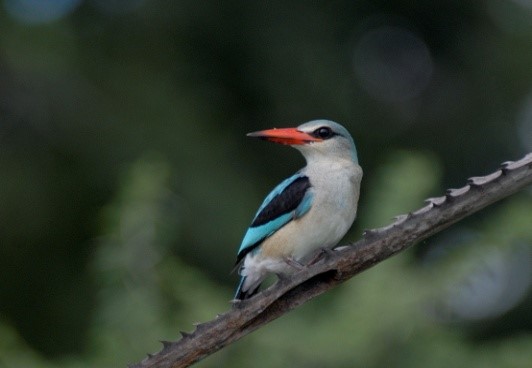  kingfisher
